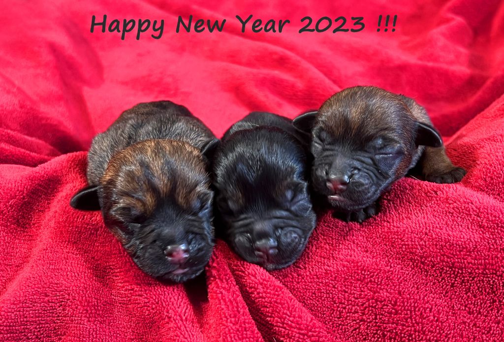 Aiga Viva - Happy New Year 2023 !!! New Aiga Viva !!