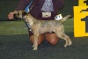  - Luxembourg Dog Show