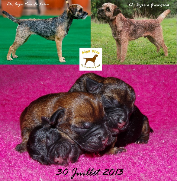 Aiga Viva - Border Terrier - Portée née le 30/07/2013