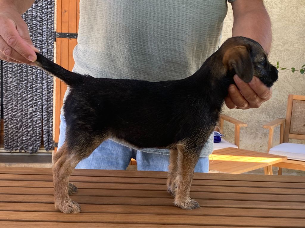 Chiots disponibles en Isère
